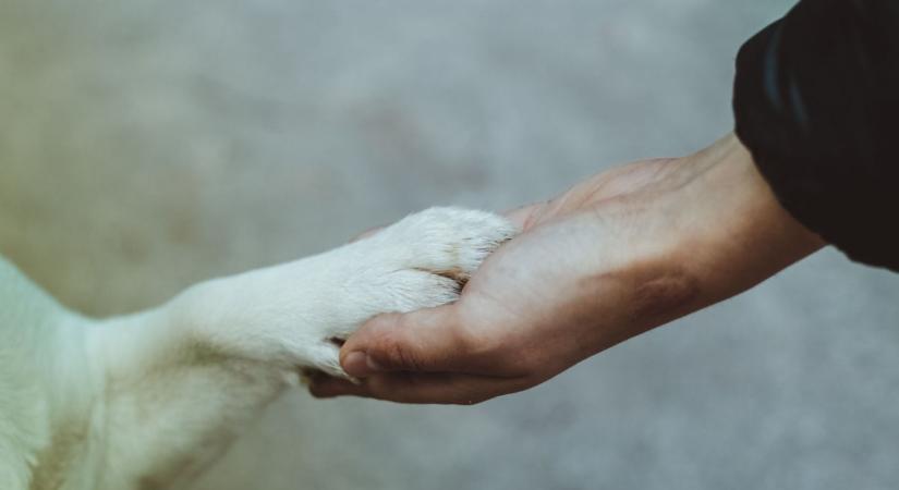 Sokkoló állattartás Kulcson: husky a vízaknában, kölyökkutyák az ürülékben