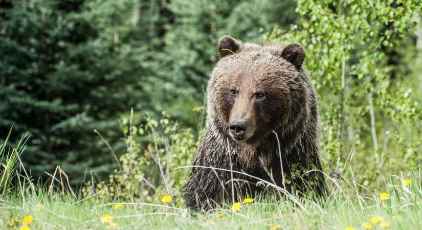 Vadászokat lepett meg egy rejtélyes vadállat a Bükkben