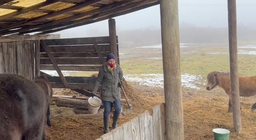 Kolléganőnk megmutatja, milyen az abrakolás és a szénázás a tanyán