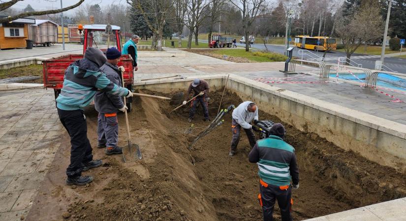 Balesetveszélyes fákat vágtak ki a zalai városban