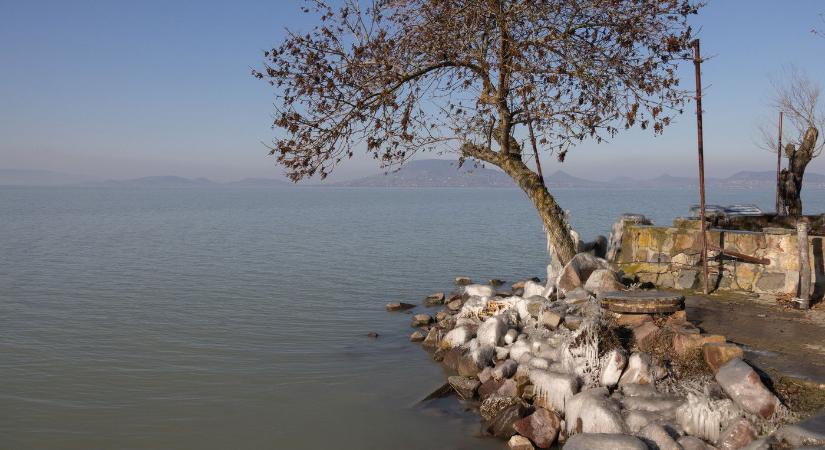 Hatalmas a felháborodás, ismeretlen vandál pusztított el a Balatonnál egy fát, csak egy gödör maradt utána