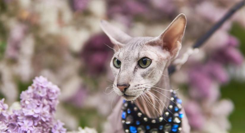 5 érdekesség a peterbald macskákról