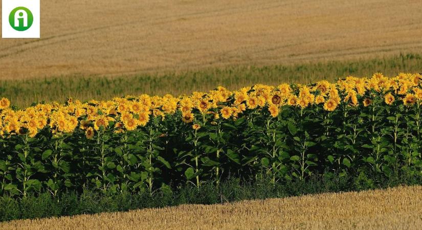 A napraforgó-termesztés nagy kihívása: a deszikkálás