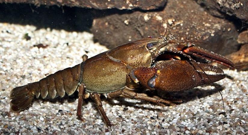 A Zemplén három legkülönösebb lénye, amellyel túrázás közben találkozhat