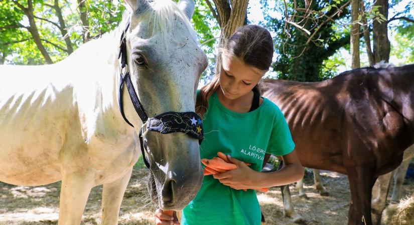 Állatkínzás Tápon – Éhező lovak és kutyák gazdája ellen emeltek vádat