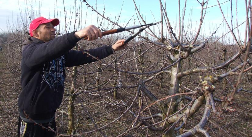 Csupán két gyümölcs termesztése éri meg a homokhátsági gazdáknak