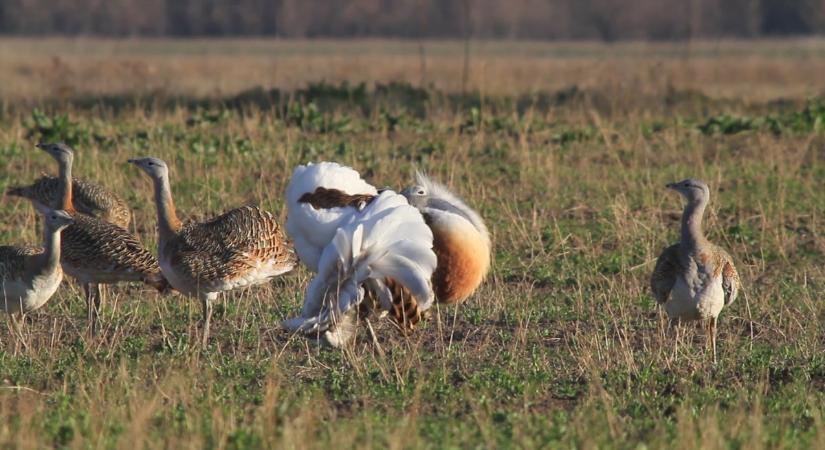 Lassan nászruhát öltenek a túzokkakasok