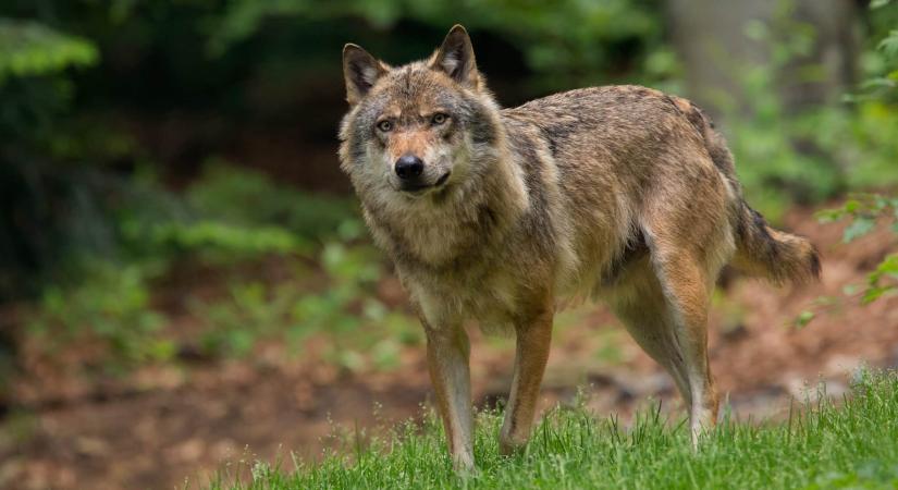 Járványfékező is lehetne a farkas, de az előítéletekkel szemben tehetetlen