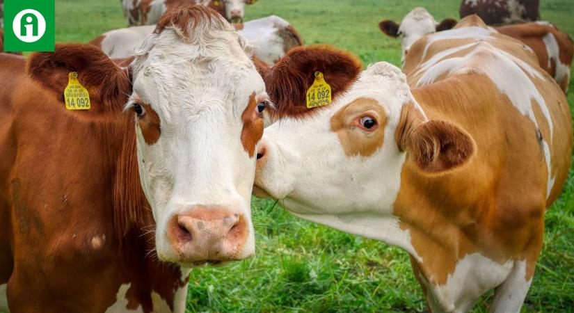 Bíróságra került a gazda a tehenei miatt