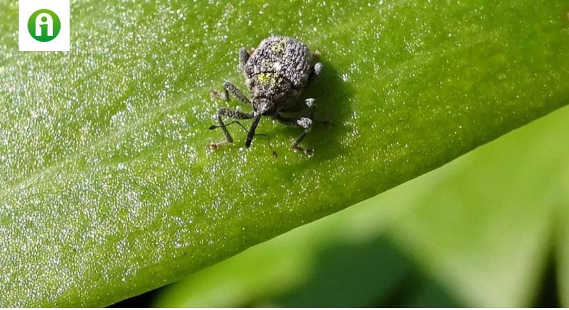 Támadnak az ormányosok: kulcsfontosságú az őszi repce tavaszi növényvédelme