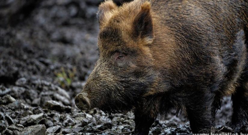 Kicsi vaddisznó tévedt be a hűvösvölgyi állomásra