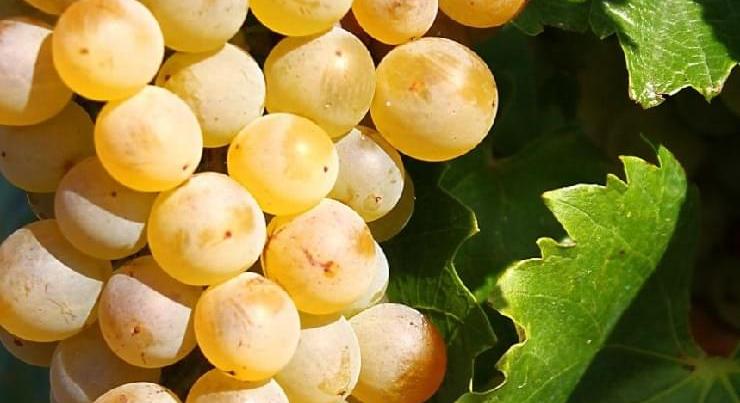 Furmint Február Nagy Kóstoló több mint nyolcvan borászattal