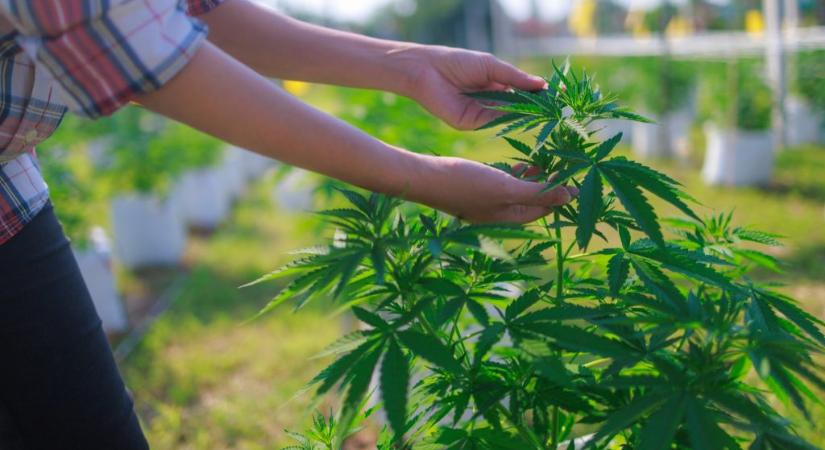 Elkezdi vizsgálni a brazil kormány, hogy miként termeszthetnének kannabiszt