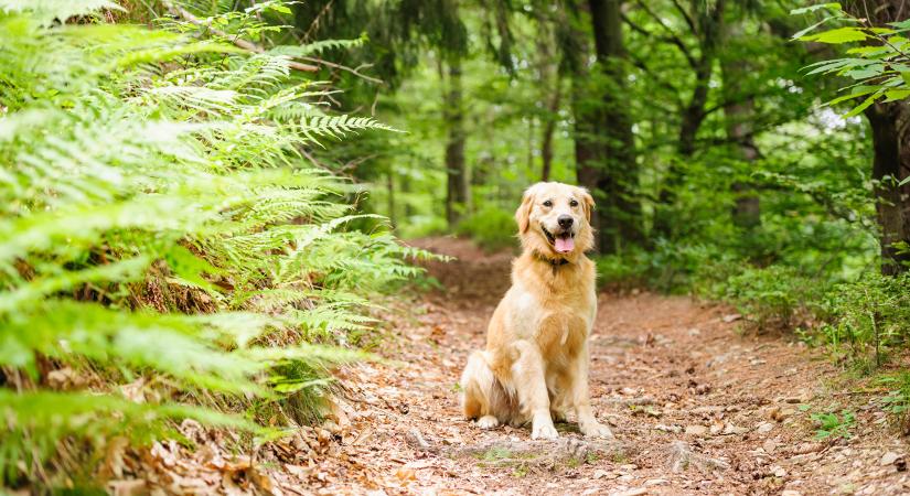 Egy golden retriever követte a Google Maps fotósát, több mint 1000 Street View-felvételen szerepel