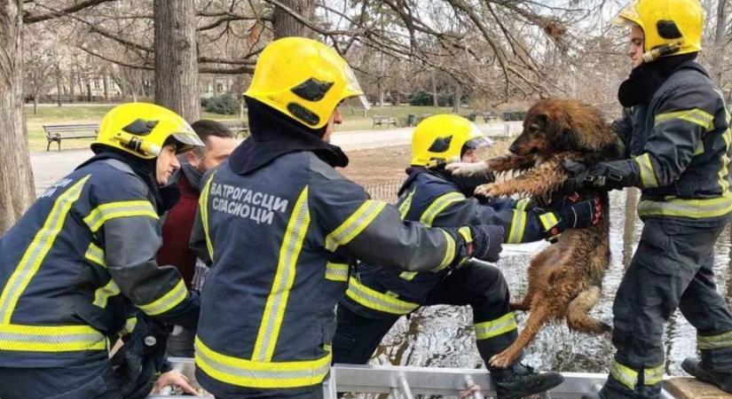 Különleges akciót hajtottak végre az újvidéki tűzoltók