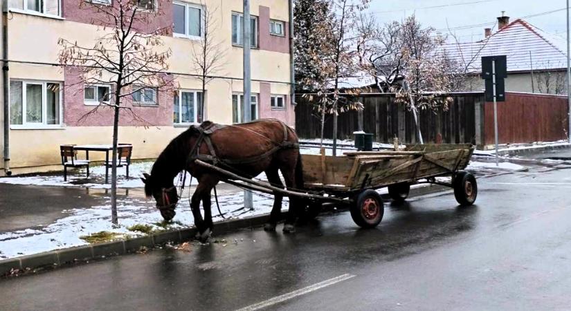 Állattartókat ellenőriztek a hatóságok Hargita megyében – harminc esetben büntettek