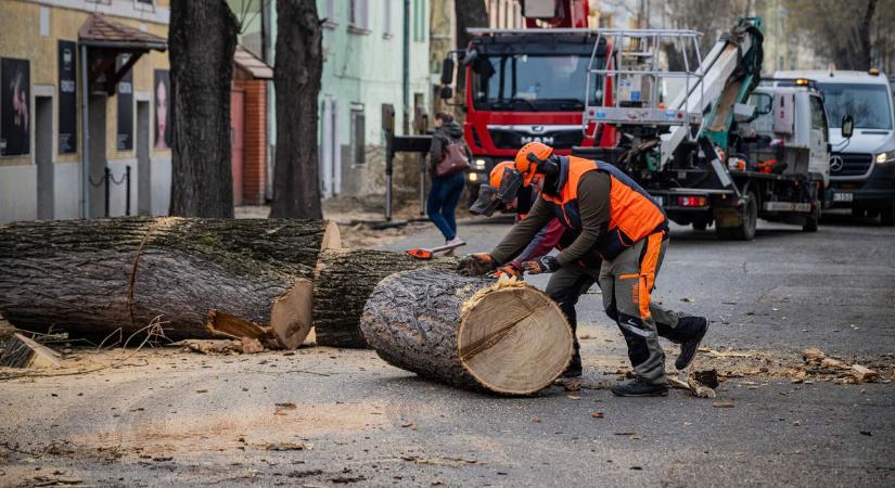 Az eltört fák sugárútja - elárulták a helyiek, mit gondolnak a Gogol utca felújításáról – videóval