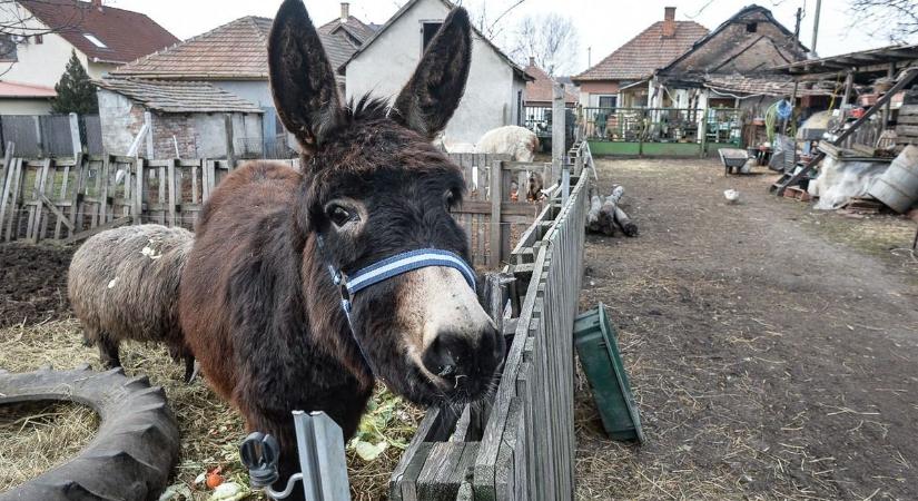 Üszkös romok és könnyek maradtak a gyöngyösoroszi menhelyen a gyilkos tűz után