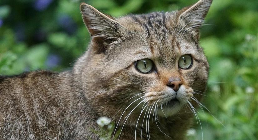 Segíts a vadmacskák védelmében! – Mit kell tudni a vadmacskák szerelmi életéről?