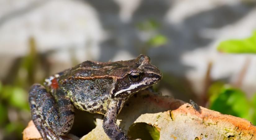 A hűséges varangy három éve visszatér a női udvarra – ezért apró otthont épít neki