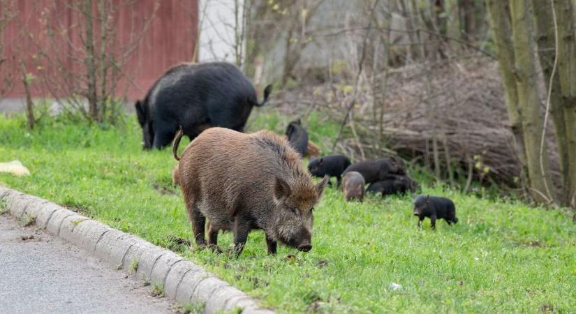 Vigyázzon, kóbor malacok veszélyeztetik az autósokat ennél a településnél