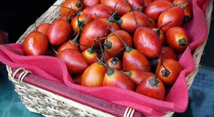 Fóliasátorban mi is próbálkozhatunk vele: a Tamarillo termesztése