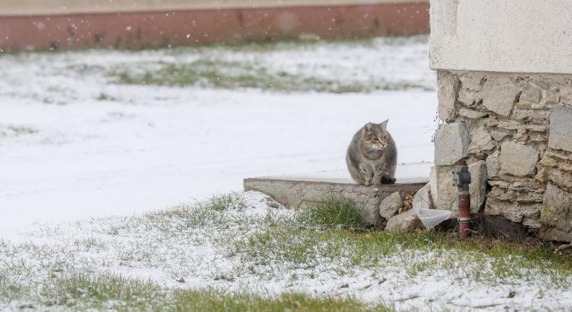 A nap képe: még a havazás sem tudta megzavarni ezt a vassurányi cicát