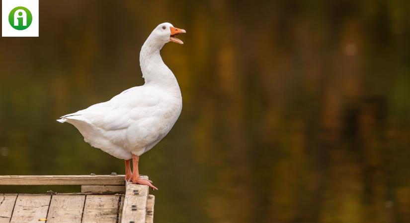 Újra támad a madárinfluenza Bács-Kiskun vármegyében