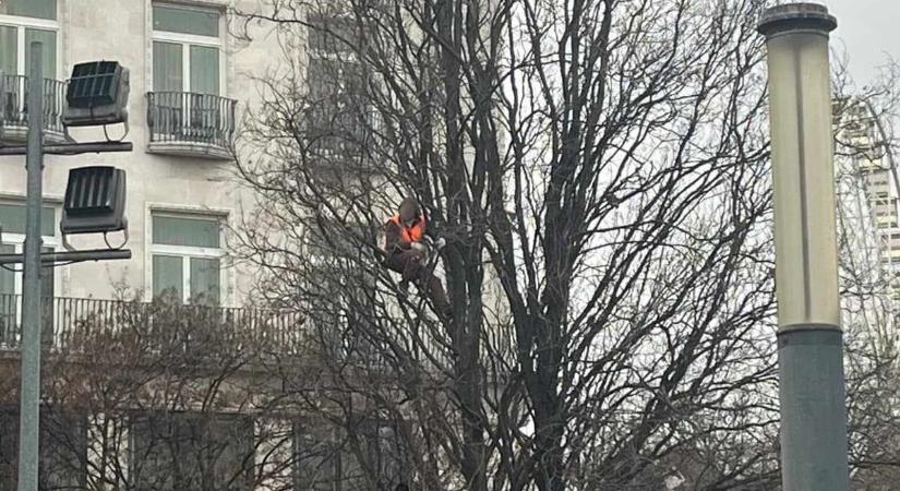 Pánik tört ki a Deák téren: rendőrök imádkoztak az elszántan fára mászó férfiért