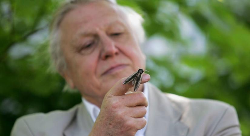 David Attenborough: hogyan lett 2020 egy 94 éves természettudós éve?