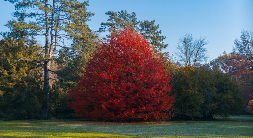 Szarvasi Arborétum