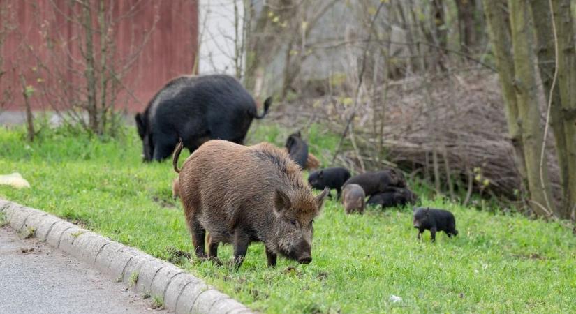 Celldömölknél veszélyeztetik az autósokat a malacok