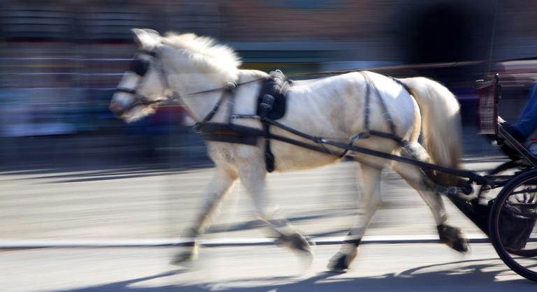 Itt a szívszaggató lovasbotrány, pácban a világbajnok magyar fogathajtó