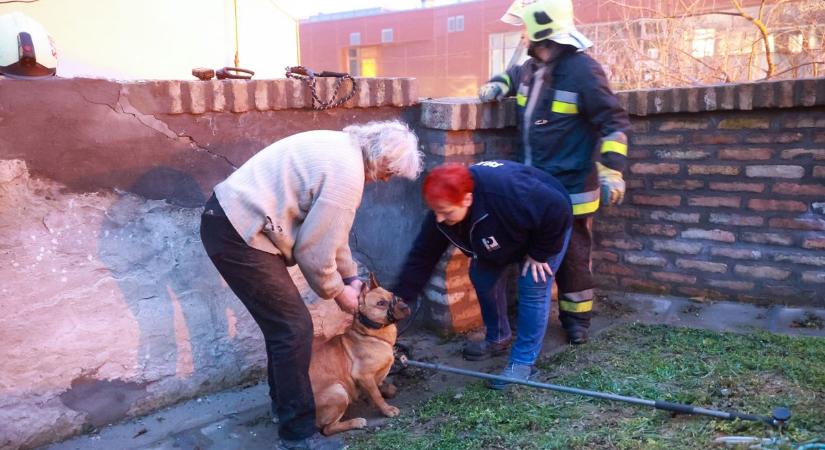 Mélybe zuhant, beszorult kutyákat mentettek ki a tűzoltók (videó és galéria)