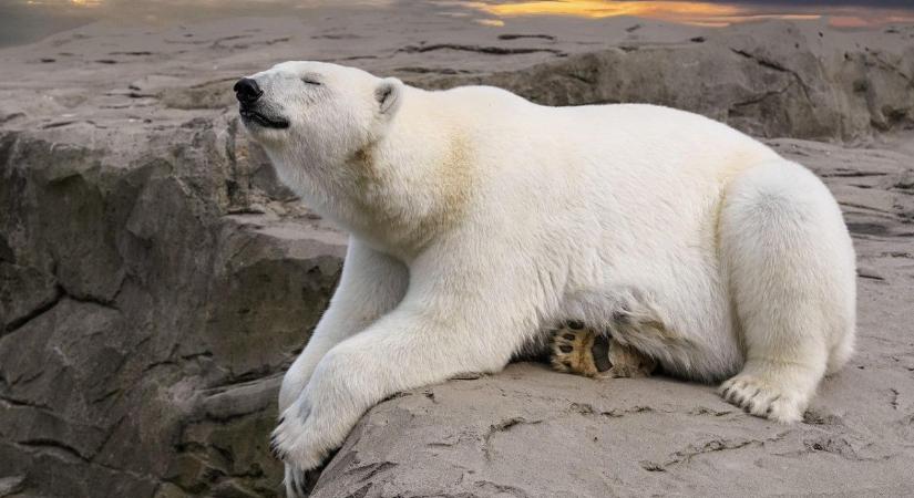 Ennyit a zöldekről – a WWF a szőrmekereskedelem megkönnyítésében is segít