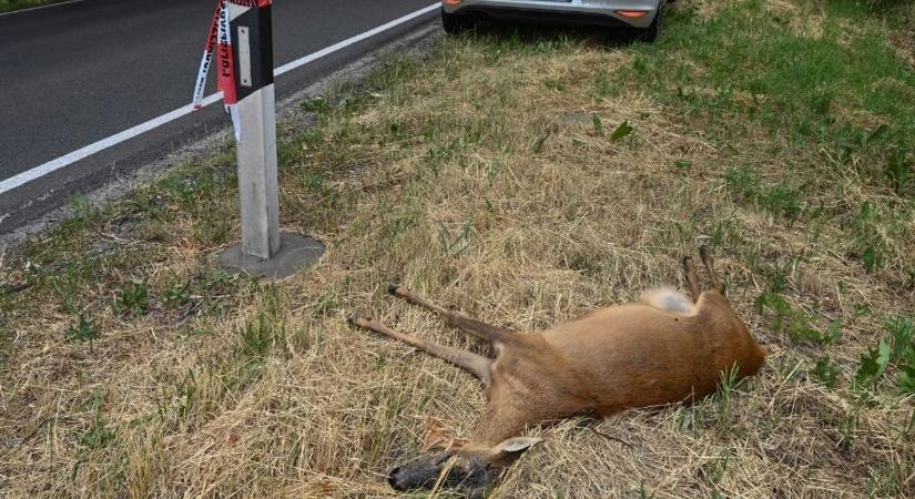 Olcsó vadriasztót ajánlanak a vadásztársaságok a vadgázolás ellen