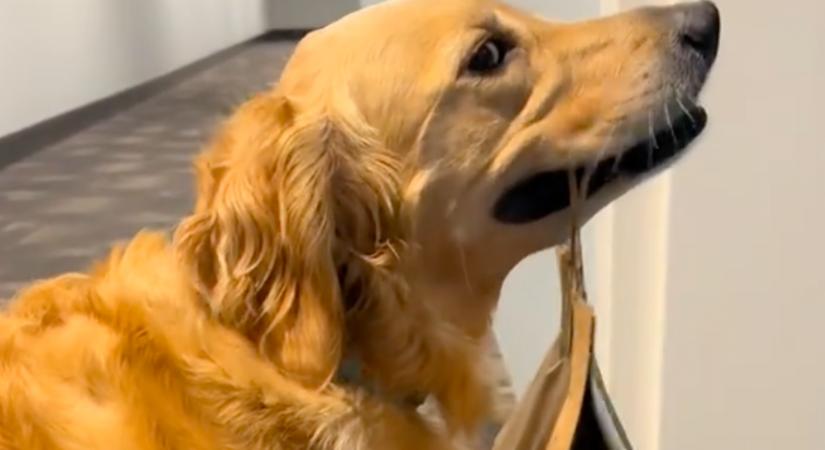 Remegve áll az ajtó előtt a golden retriever: az okát a szájában tartja - Videó