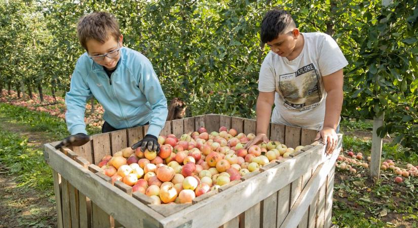 A nyári diákmunka lehet a gyógyír az agrárium sebeire?