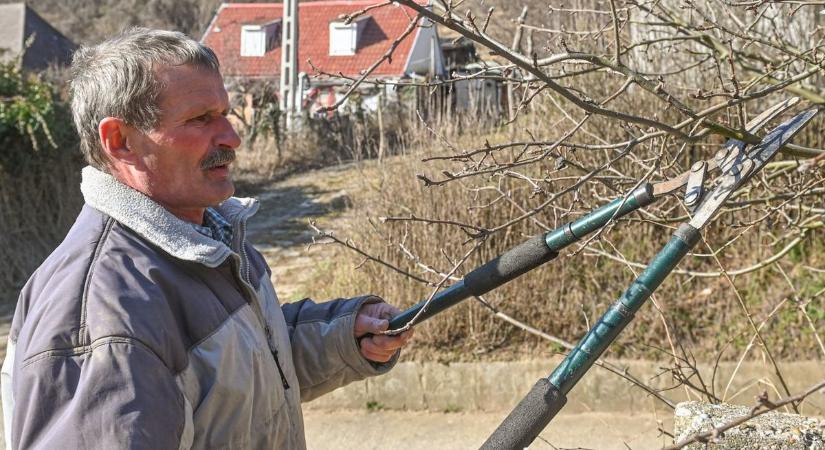 A gyümölcsfák még jól bírják a fagyokat, sajnos a kártevők is kitartanak