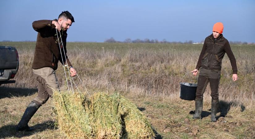 Folyamatosan etetik a vadakat a téli hónapokban Tószegen