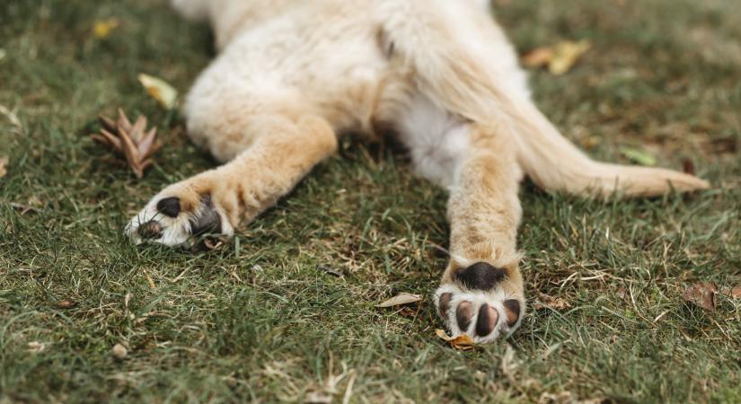 Kutyások, figyelem: 100 ezer forintos büntetés is jöhet a kaki miatt