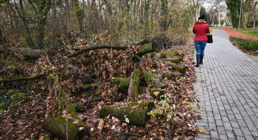 Mi történik? Sorra dőltek ki a fák Hajdú-Biharban