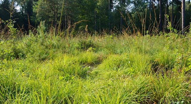 Újra megnyílik a Fiatal erdők állománynevelésének támogatási lehetősége