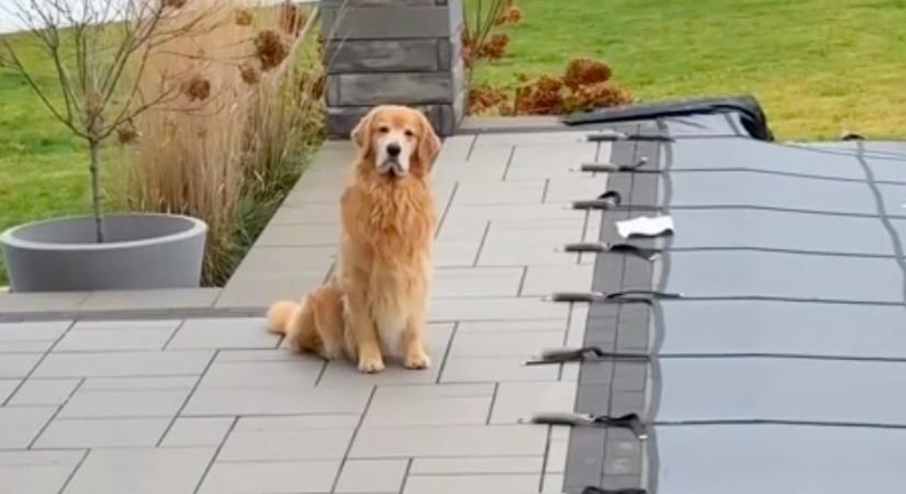 Fürdeni akar a golden retriever: amikor meglátja a medencét, megrémül - Videó