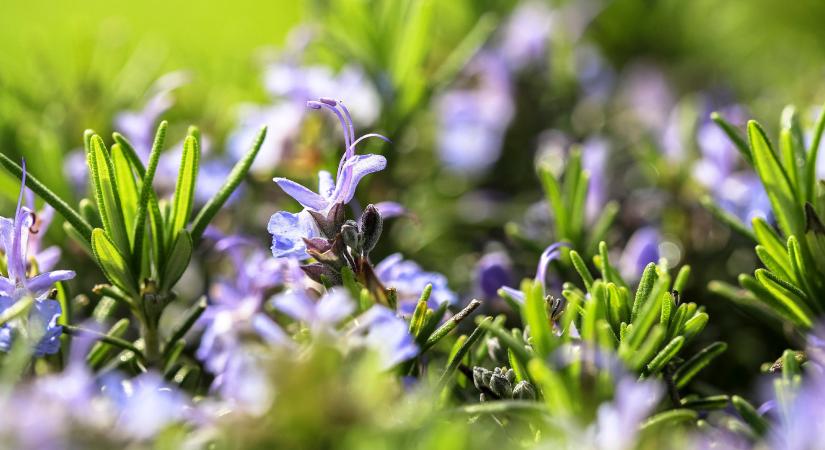 Nem csak markáns aromája értékes – ezért használd gyakrabban a királynévíz fő összetevőjét