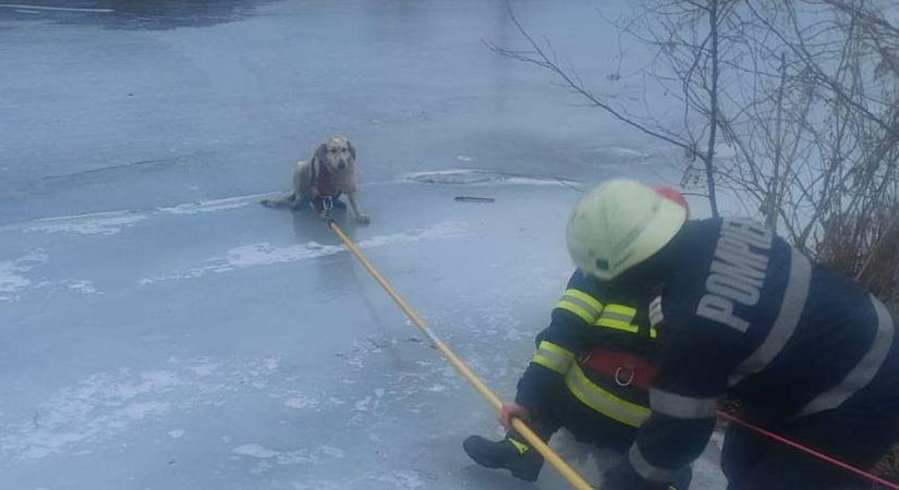 Megható: a jeges folyóból mentettek ki egy kutyát a tűzoltók