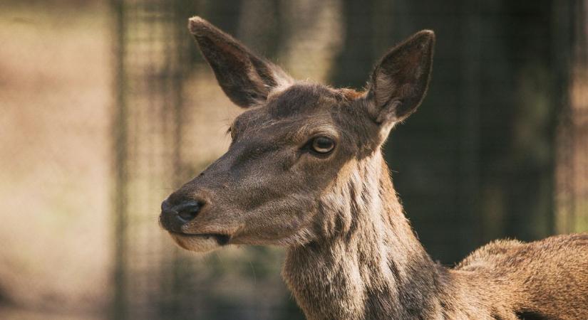 Újabb vadészlelés a város közepén – Most megijedjünk vagy szokjuk meg?