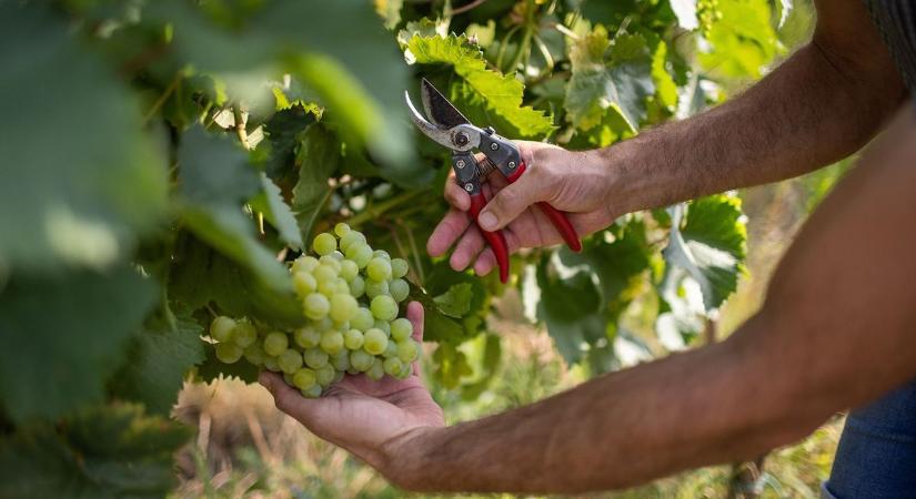 Alkoholmentes borok: sokan eretnekségnek tartják, de a borászoknak mentőöv lehet