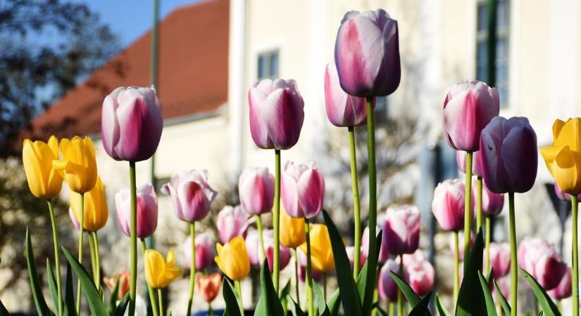 Megvan a Tulipán Fesztivál időpontja