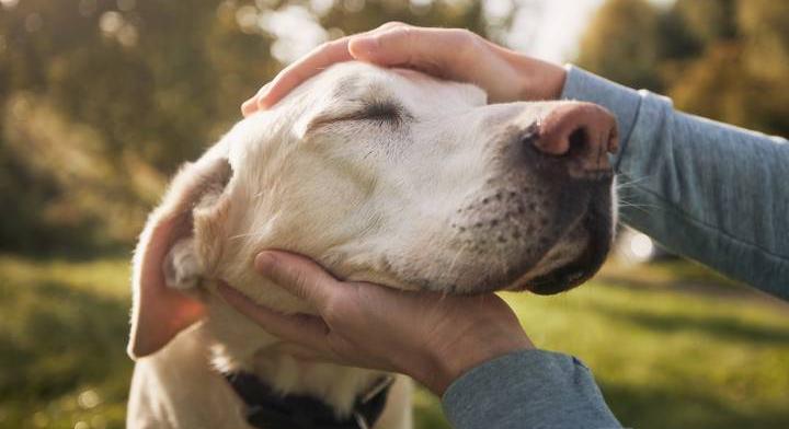 Leírhatatlan boldogság: 7 év után került haza az ellopott kutya a családjához